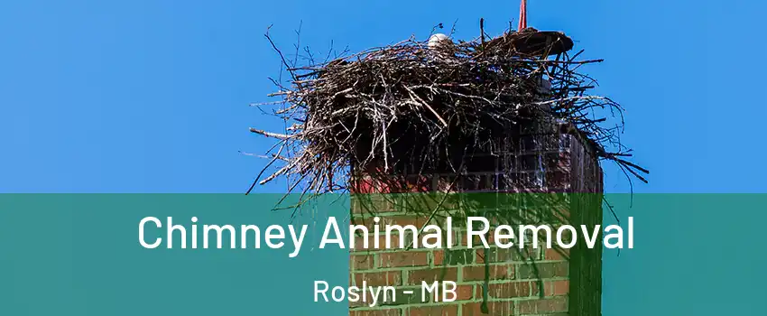 Chimney Animal Removal Roslyn - MB