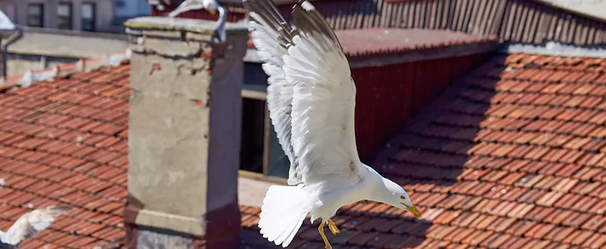 Residential Chimney Animal Removal Solution in Winnipeg, MB